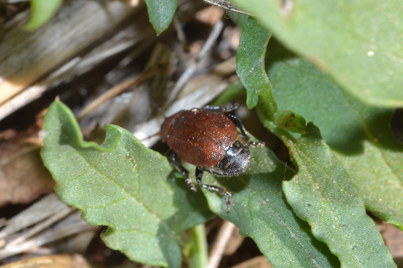 Galeruca (Emarhopa) rufa